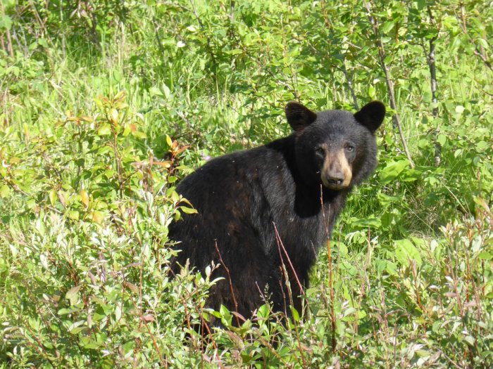 Black Bear Northern Ontario Animal Wildlife Nature